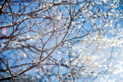 Icy Branches in St Moritz 2007